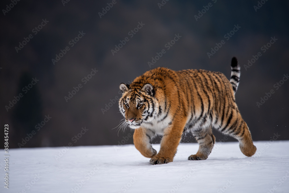 Obraz premium Siberian Tiger running in snow. Beautiful, dynamic and powerful photo of this majestic animal. Set in environment typical for this amazing animal. Birches and meadows