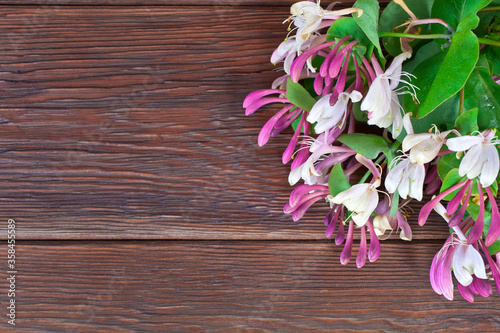 Blooming perfoliate honeysuckle (Lonicera Caprifolium) on a wooden background. Top view.