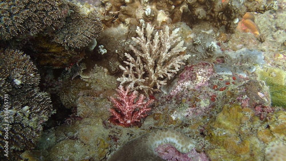 Coral found at coral reef area at Tioman island, Malaysia