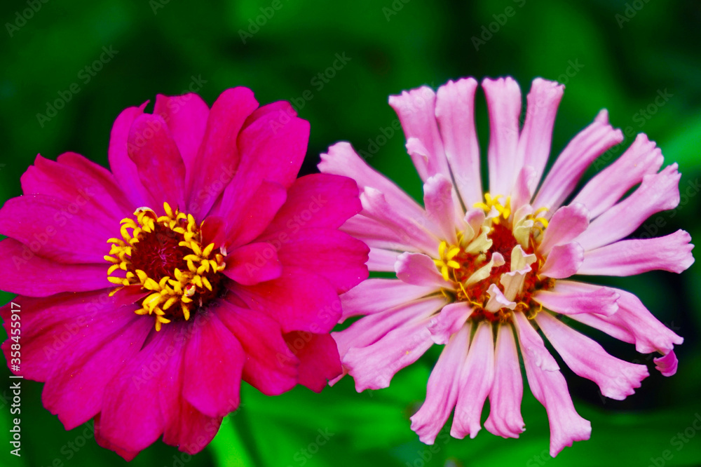 Obraz premium pink dahlia flower