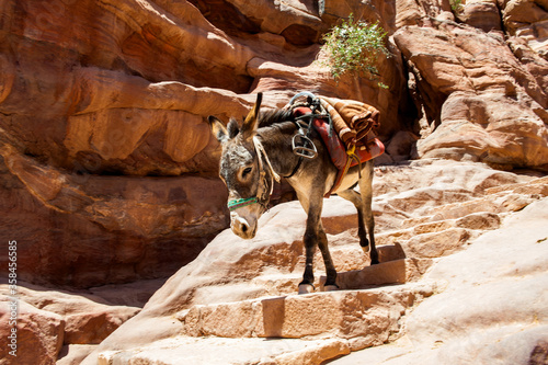 Tableau sur toile It's Donkey walks over the rocks in Petra (Rose City), Jordan