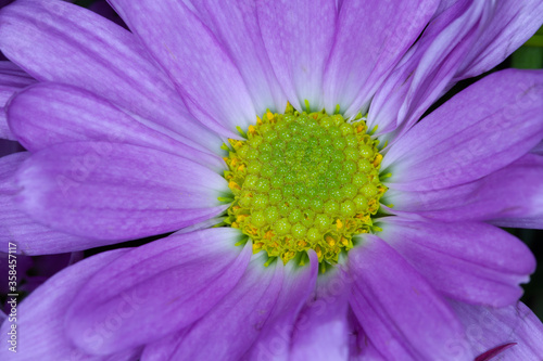 Purples and greens in a macro of a flower