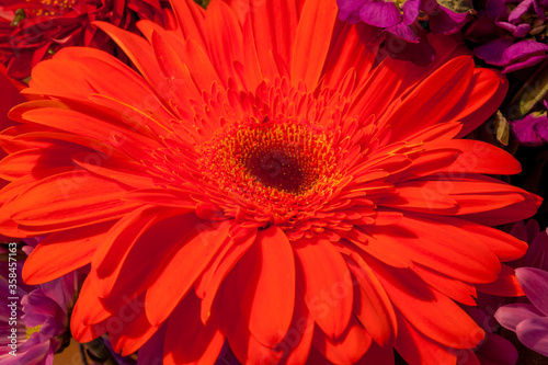 Vibrant Reds from a flower in bloom