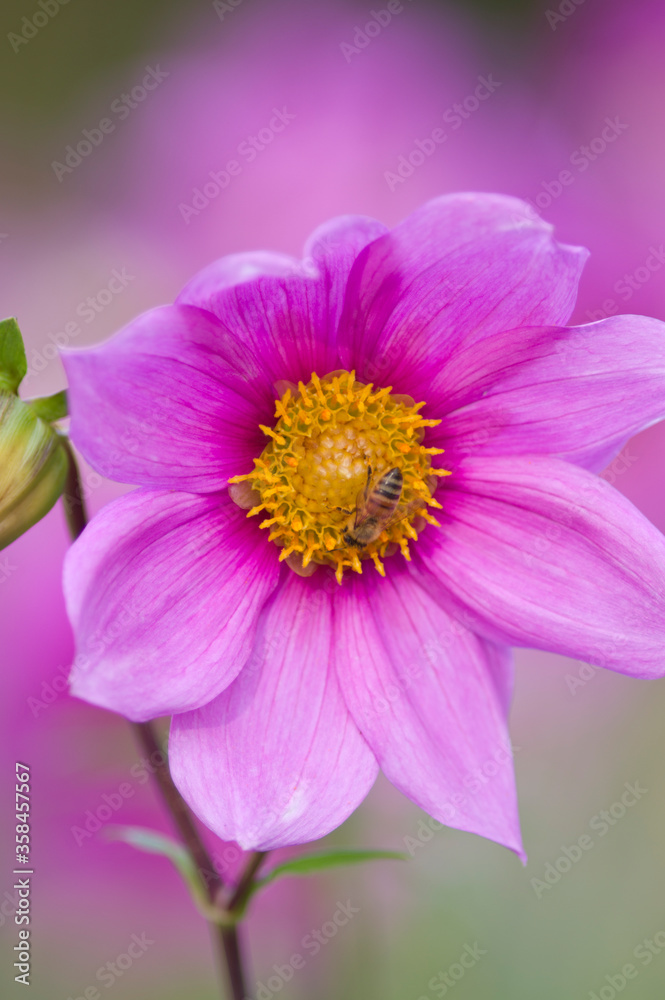 The name of this flower is Dahlia. 