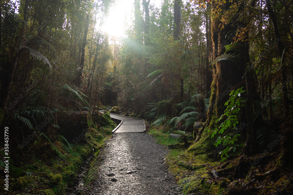 Fototapeta premium Track on the way to Lake Matheson in New Zealand South Island. June ‎12, ‎2018