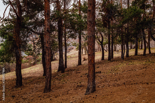 Winter season in forest of Farellones village near Santiago de Chile, Chile. Trekking destination in South America.