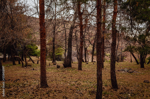 Winter season in forest of Farellones village near Santiago de Chile, Chile. Trekking destination in South America.