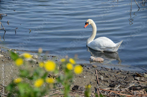 Fototapeta Naklejka Na Ścianę i Meble -  白鳥