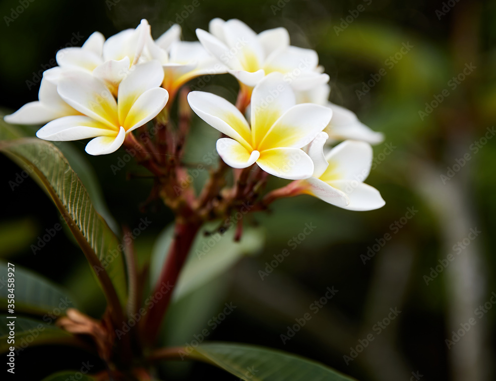 Obraz premium The flower of a frangipani tree growing at a house at a beach resort