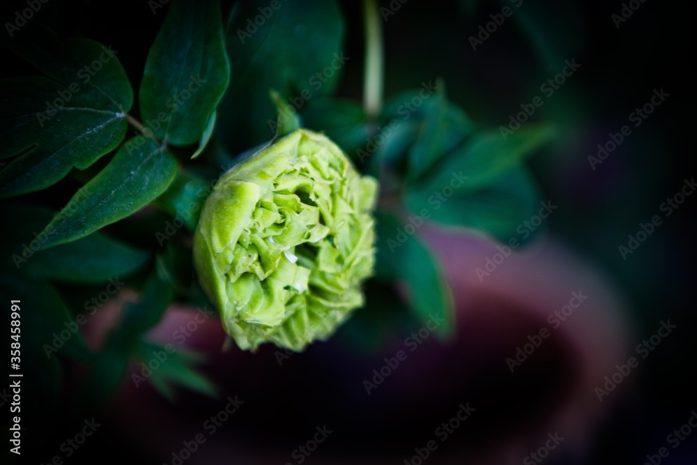 Fototapeta premium sunny peony flowers in botanical garden in spring