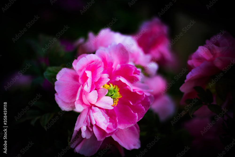 sunny peony flowers in botanical garden in spring
sunny peony flowers in botanical garden in spring