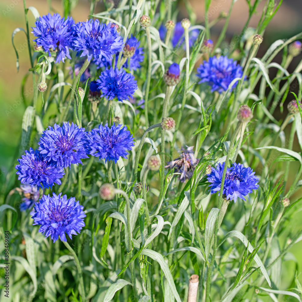 Blühende Kornblumen,Cyanus segetum,im Garten Stock Photo Adobe Stock