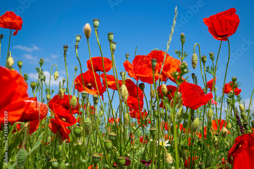 Agricultural field with colorful red poppies