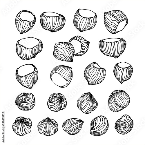 set of peeled hazelnut kernels & nuts in shell, element of decorative ornament or pattern, vector illustration with black ink contour lines isolated on a white background in doodle & hand drawn style © Николай Шитов