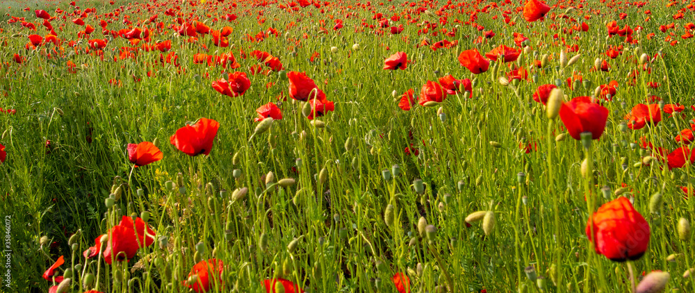 Fototapeta premium red poppy flowers on the green plain on a beautiful summer day