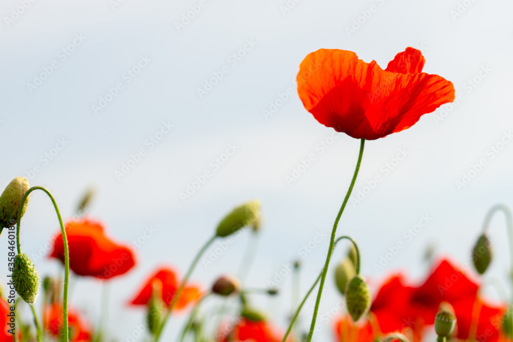 Naklejka premium czerwone kwiaty maku na zielonej równinie w piękny letni dzień