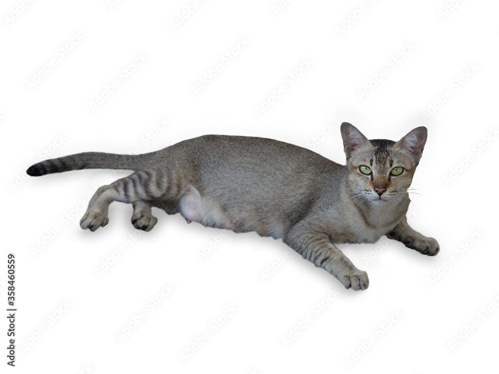 A Thai gray cat on white isolated