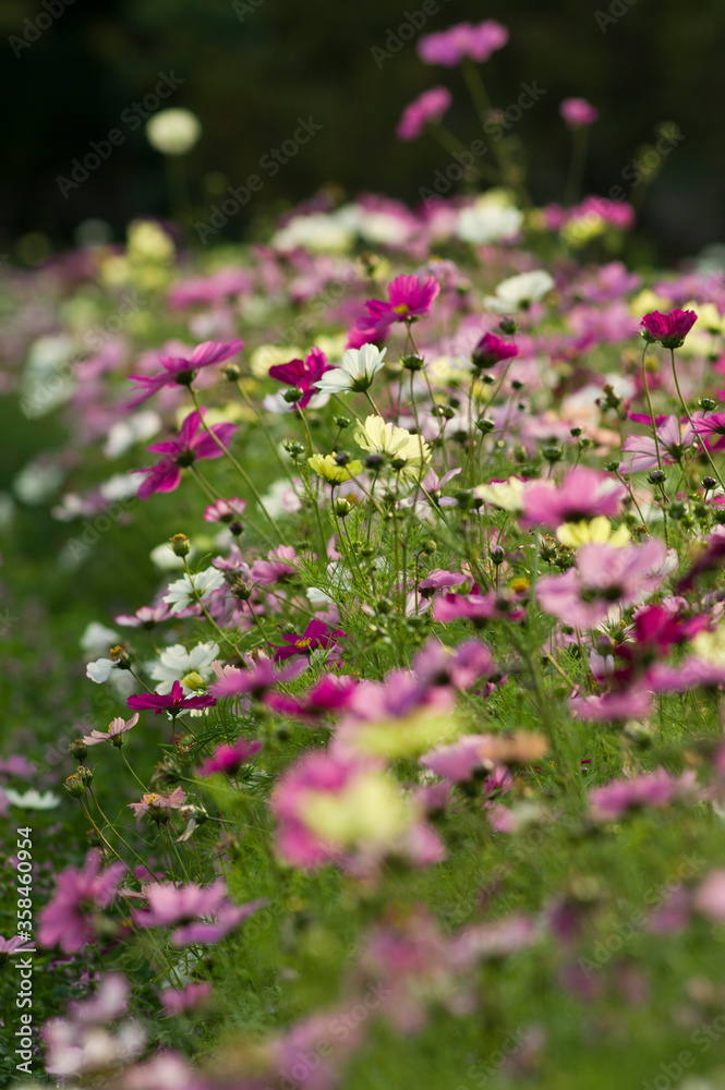 This is the Cosmos Garden.