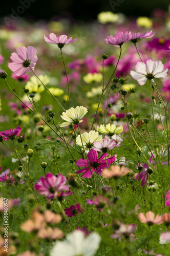 This is the Cosmos Garden.