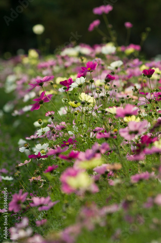 This is the Cosmos Garden. © www555www