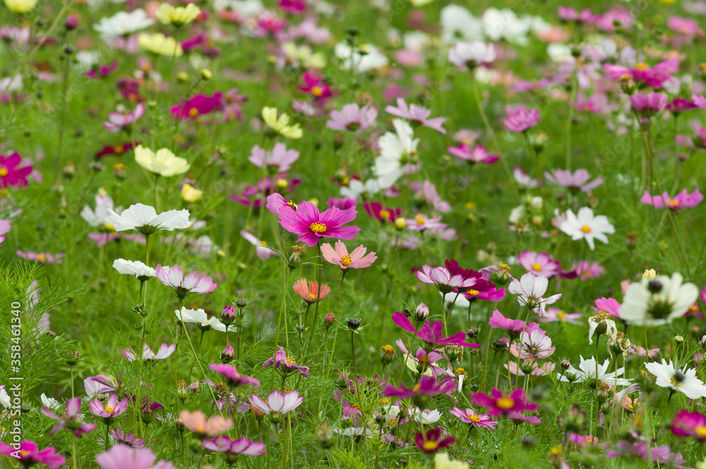 This is the Cosmos Garden.