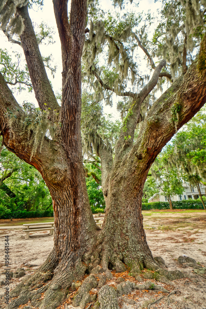 A closeup of a live oak tree with Spanish moss and resurrection ferns growing on it.