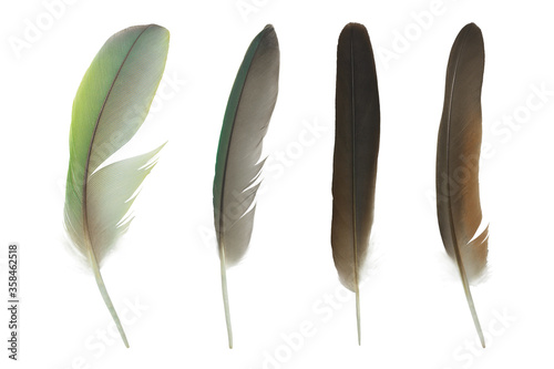 Beautiful colorful collection feather isolated on white background