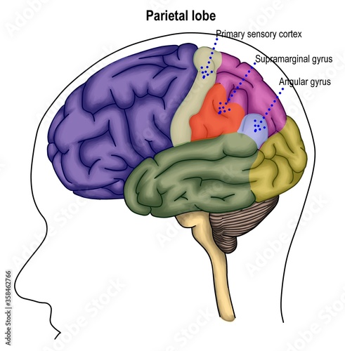 The parietal lobe of brain photo