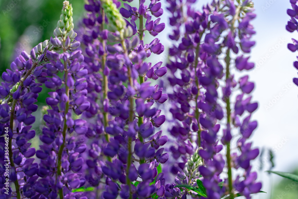 Obraz premium purple lupine flowers close-up. eco background