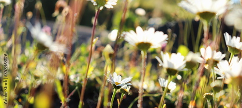 beautiful daisy background closeup, wild Irish flowers nature banner photo