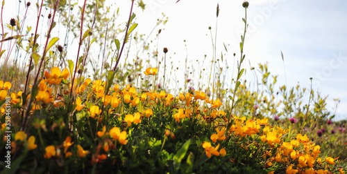 beautiful nature background with wild Irish flowers growing on the forest floor photo