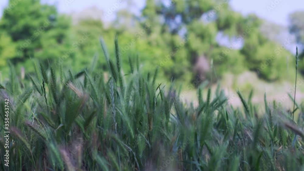 Grass in the meadow slowly sways from the light wind. Insects crawl along the stalk. Shallow depth of field with a blurred background of nature. Grass in the meadow slowly sways from the light wind. Insects crawl along the stalk. Shallow depth of field with a blurred background of nature.