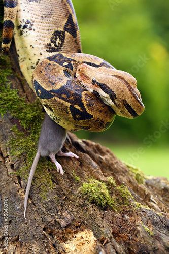 Fototapeta Naklejka Na Ścianę i Meble -  The boa constrictor (Boa constrictor), also called the red-tailed boa or the common boa, with prey caught on an old branch. Boa with a caught rat.