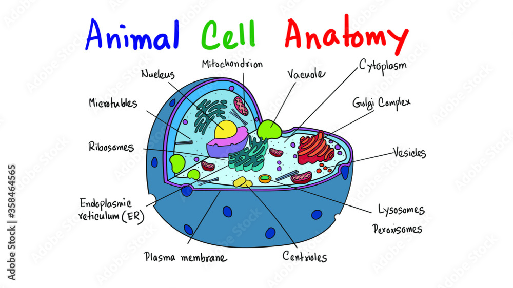 Scientific animal cell diagram for kids, educational, vector, modern art  Stock Vector | Adobe Stock