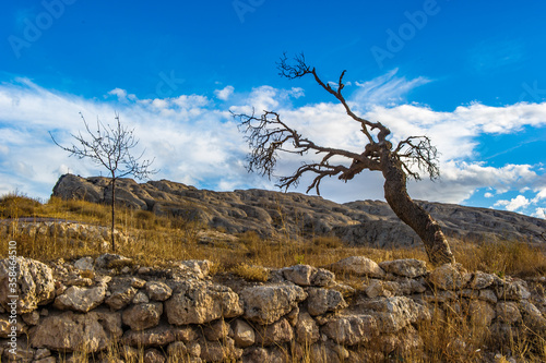 It s Dry tree over the mountain with stones
