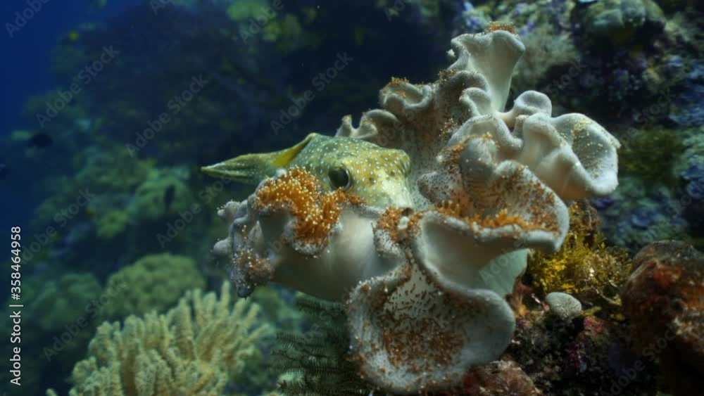 Close-up slow motion shot of spotted yellow fish relaxing on coral in ocean - Wakatobi Regency, Indonesia Close-up slow motion shot of spotted yellow fish relaxing on coral in ocean - Wakatobi Regency, Indonesia