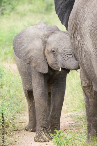 Photography African baby elephant