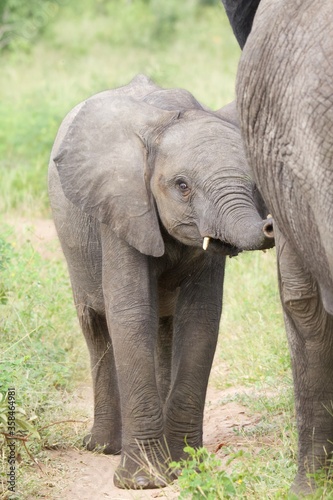 African baby elephant © Jenni