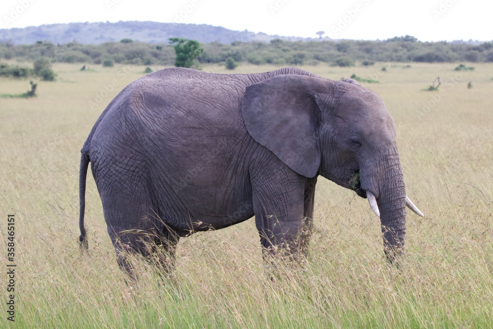 Obraz premium elephant in the savannah