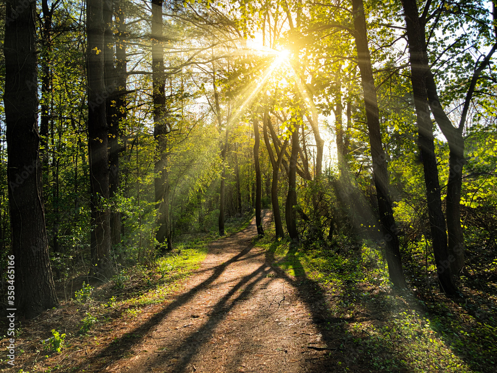 Fototapeta premium Nature Forest Landscape with Trail Winding Through Trees in the Woods and Bright Sunlight, Sun Rays Shining Through Trees in Forest Casting Shadows Over a Dirt Path