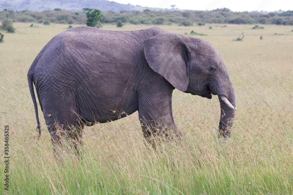 Fototapeta premium African elephant in the wild
