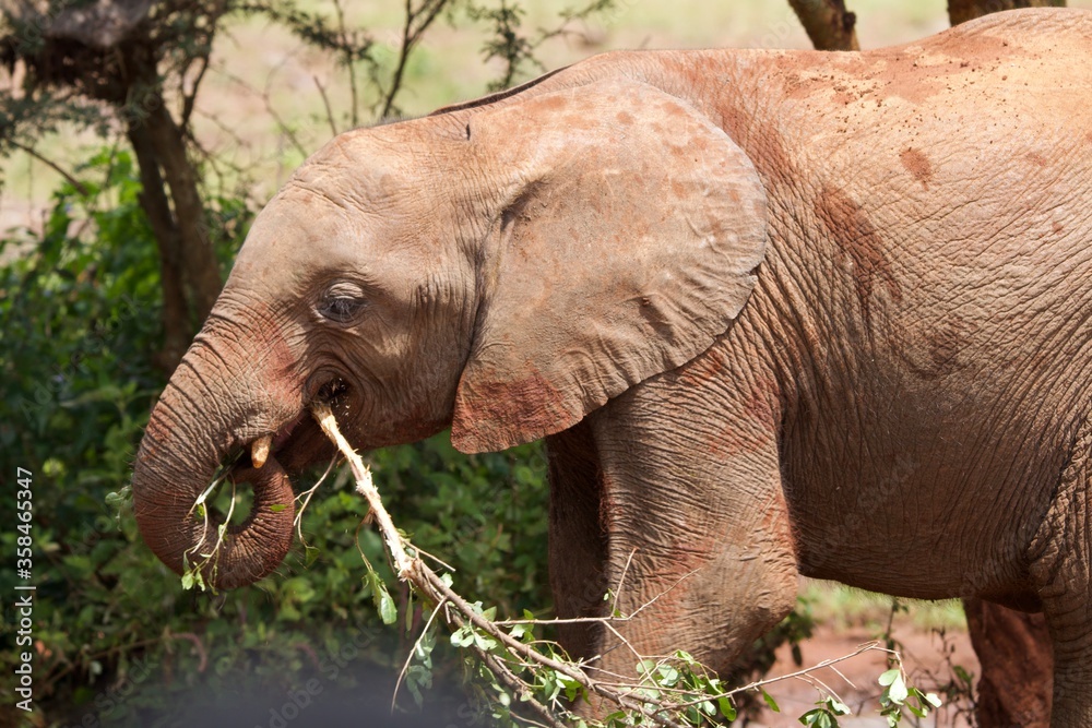 Naklejka premium African baby elephant