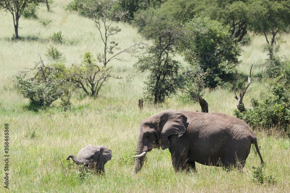Fototapeta premium elephants in the savannah