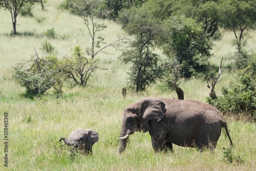 elephants in the savannah