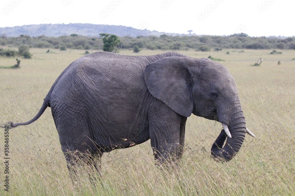 African elephant in savannah.