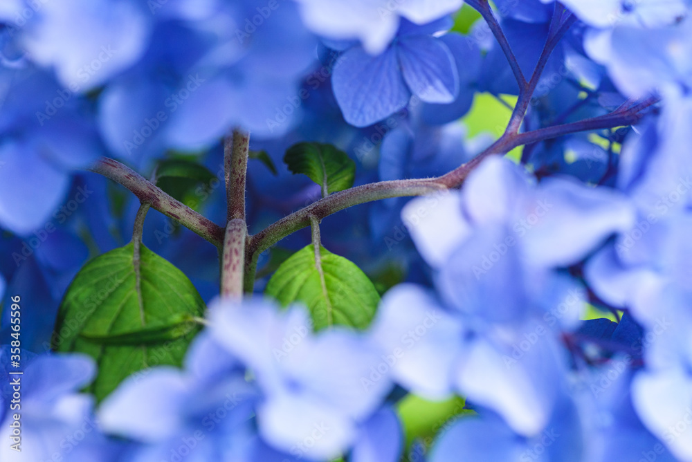 紫陽花 紫陽花