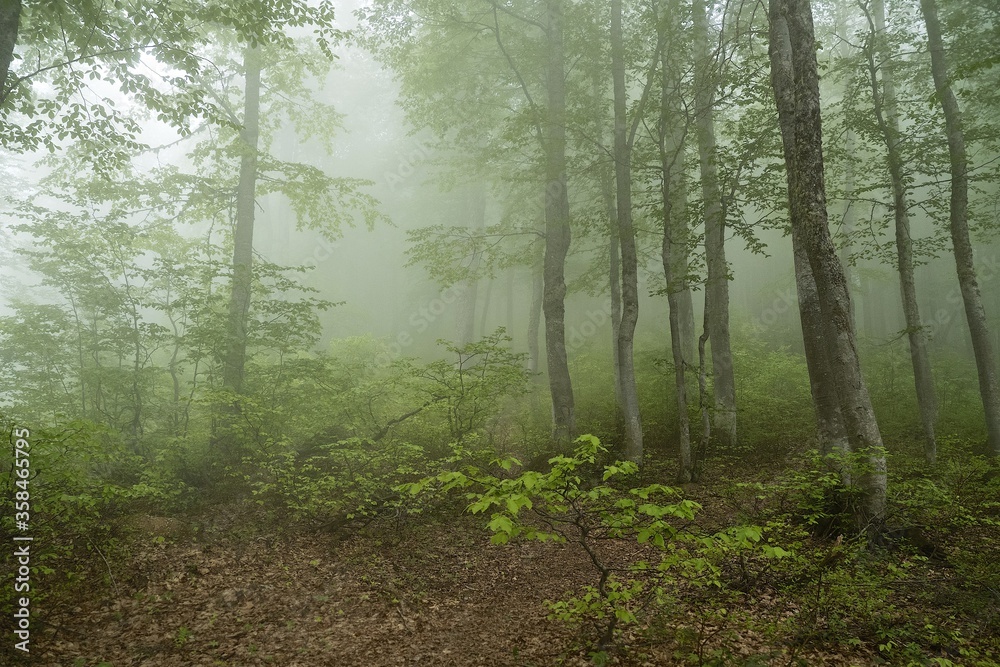 Fog in alpine deciduous forest. Spring leaves on the trees. Absolute silence.