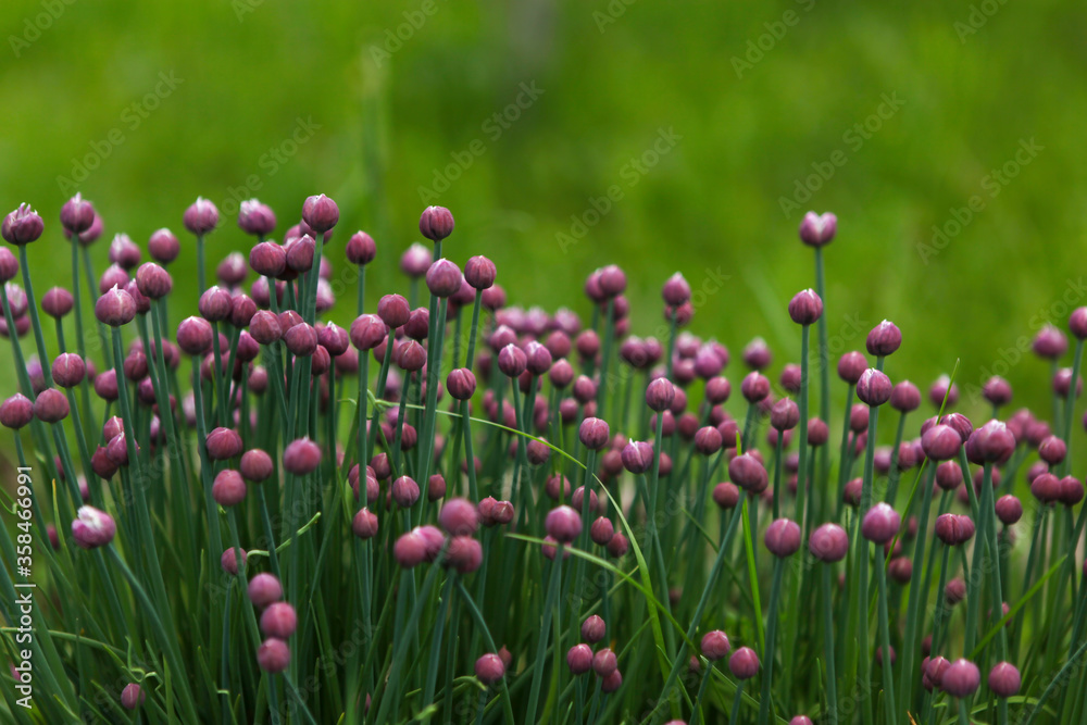 Buds of flowering decorative bow. Violet flowers blossom, round shape, on green blurred background close up. Spring decorative garden.