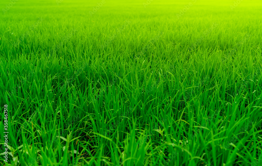 Rice plantation. Green rice paddy field. Organic rice farm in asia. Rice growing agriculture. Green paddy field. Paddy-sown ricefield cultivation. Asian food. Green grass leaves with raindrops. Rice plantation. Green rice paddy field. Organic rice farm in asia. Rice growing agriculture. Green paddy field. Paddy-sown ricefield cultivation. Asian food. Green grass leaves with raindrops.