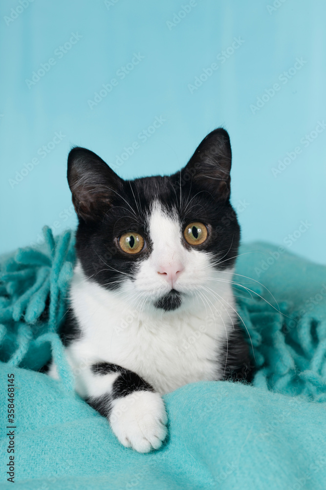 Cute domestic cat on blue blanket
